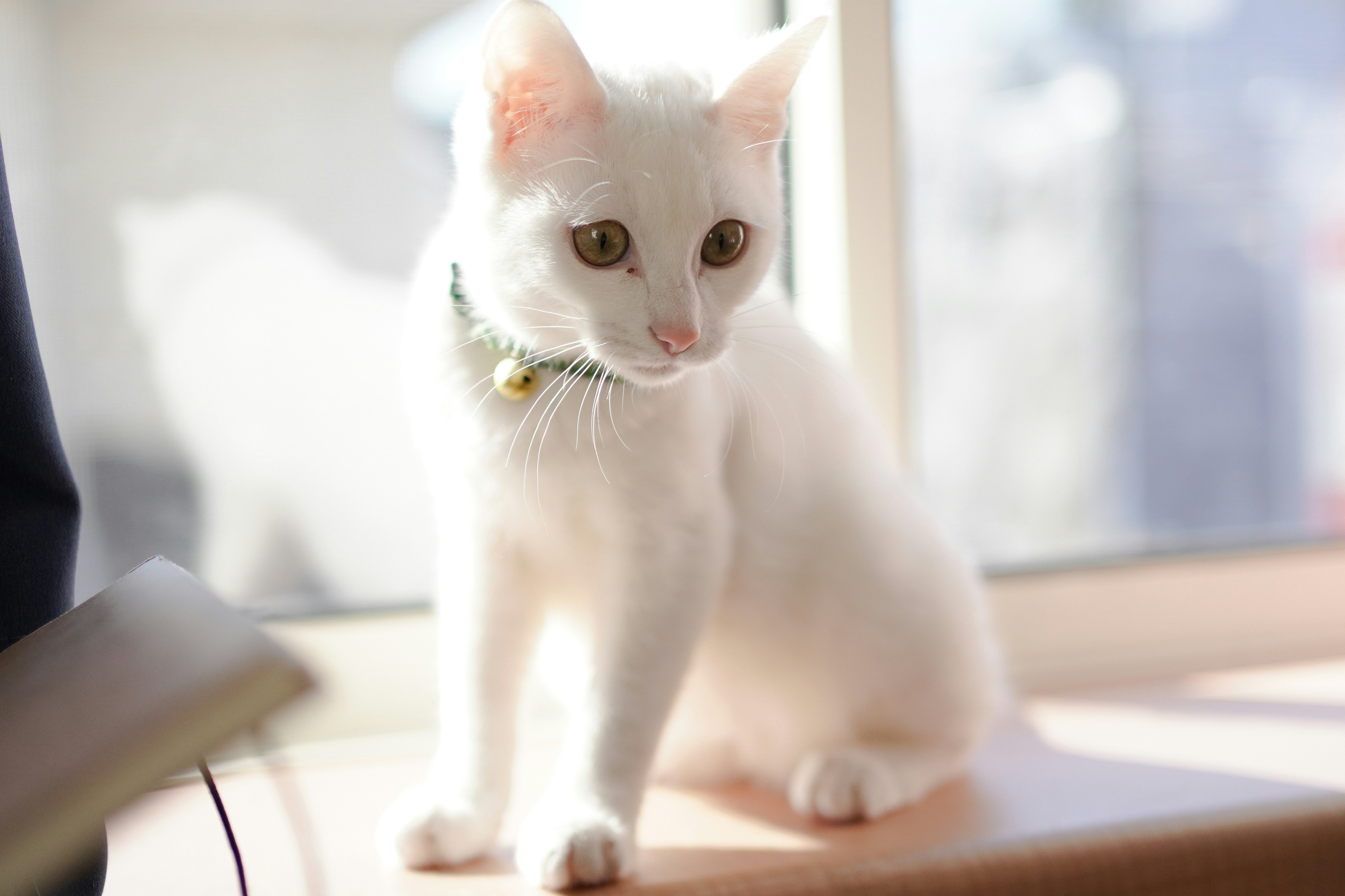 Adopt a Blue Bay Cat