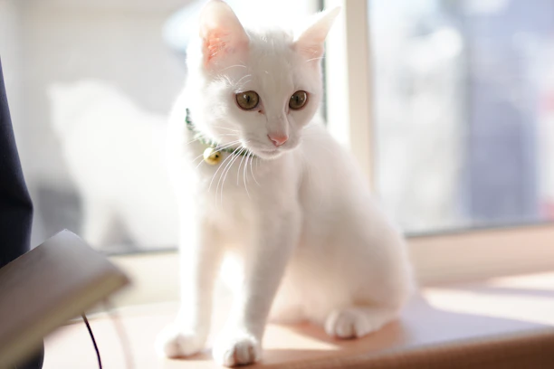Close-up of a cat with a stylish, custom-fitted collar posing by a sunny window.