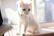 A stylish cat with a vibrant handmade collar lounging on a sunny windowsill.