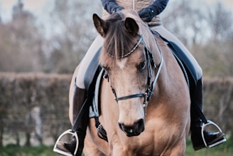 brown horse with black leather strap on head