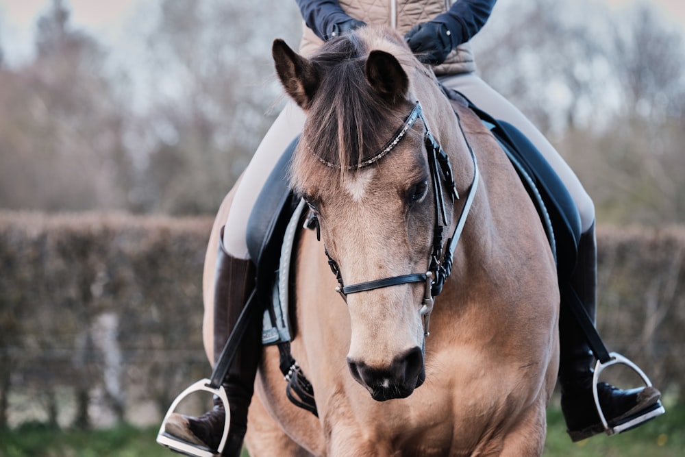 cavallo marrone con cinturino in pelle nera sulla testa