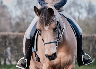 brown horse with black leather strap on head