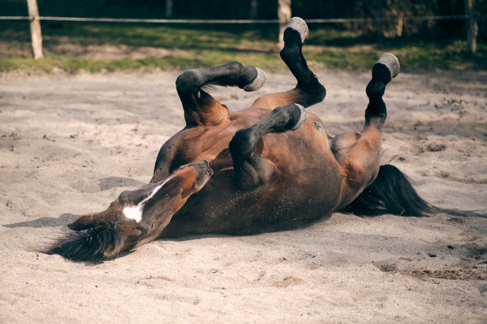 brown and black horse lying on white sand during daytime