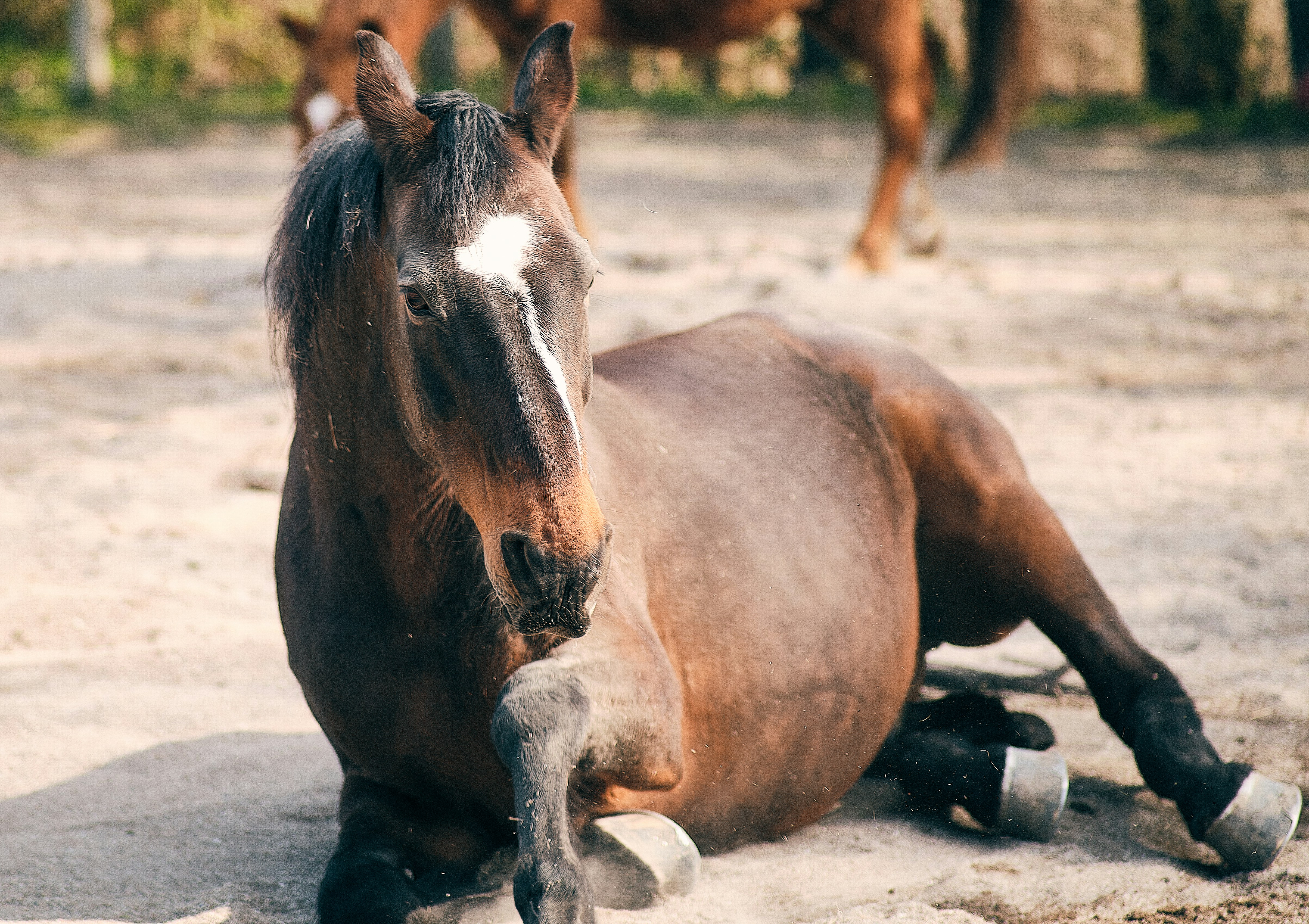 Braunes Pferd tagsüber auf grauem Sand