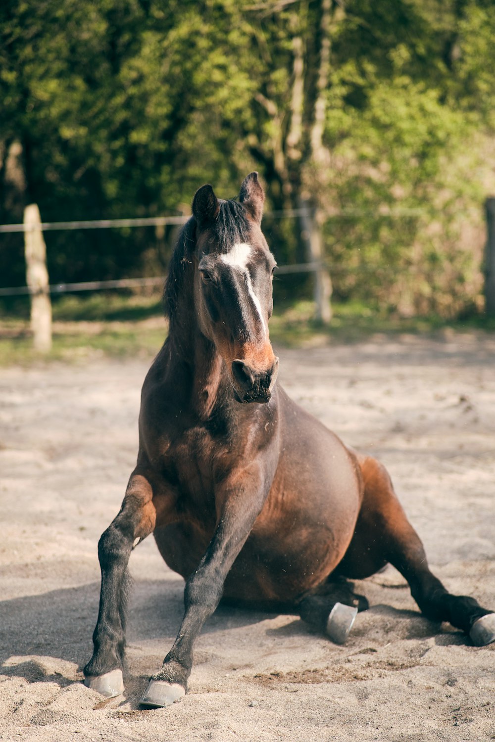 Um cavalo marrom está correndo com a palavra cavalo na frente