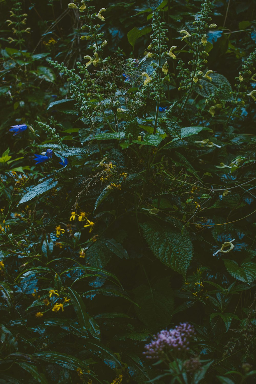 green and yellow leaves plant