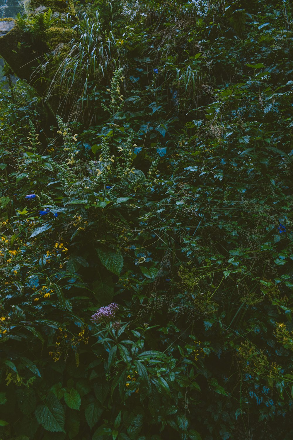 green leaves on brown soil