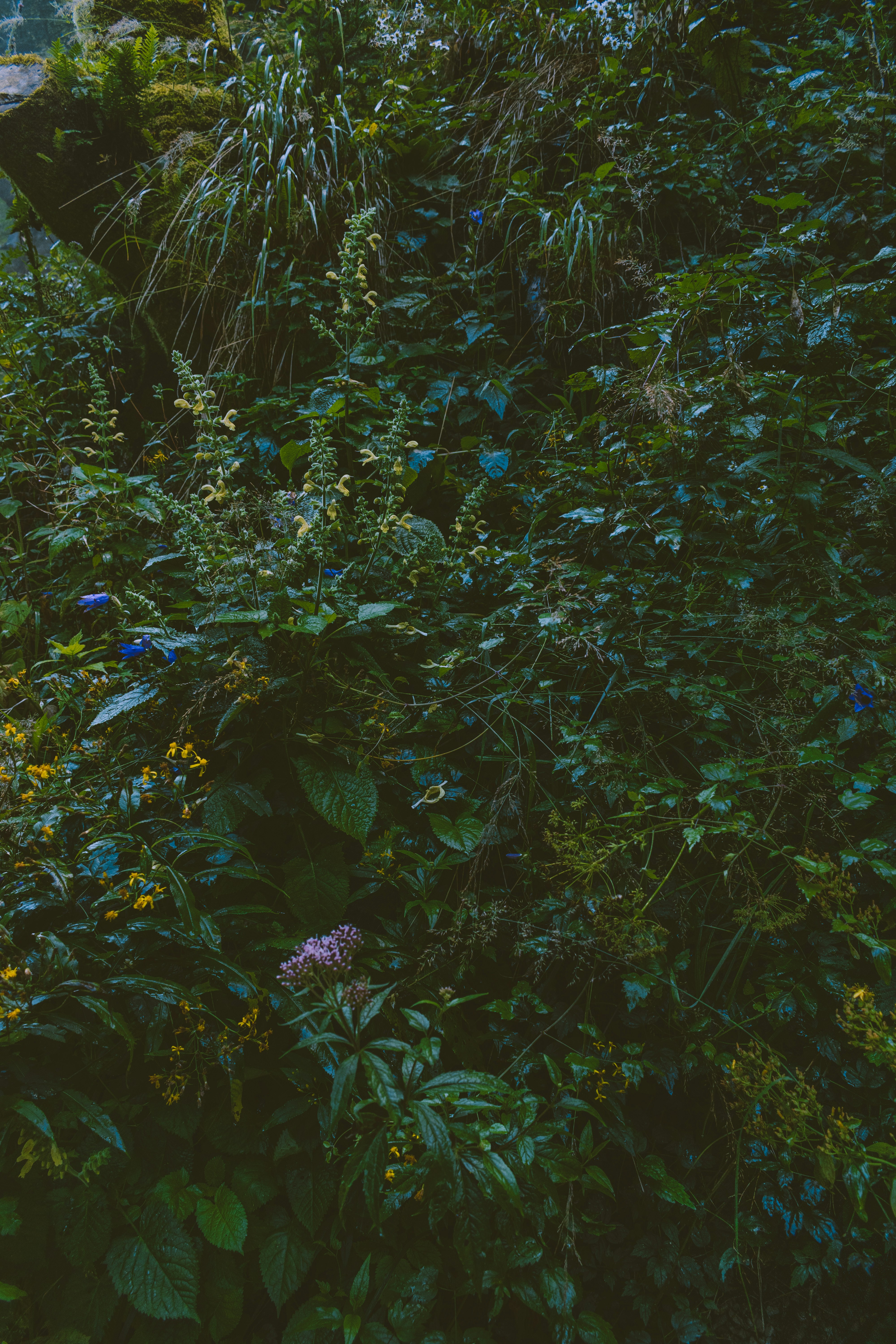 Terpene ⁤Driven Uplift What‌ the Flavor and Aroma Reveal About Effects