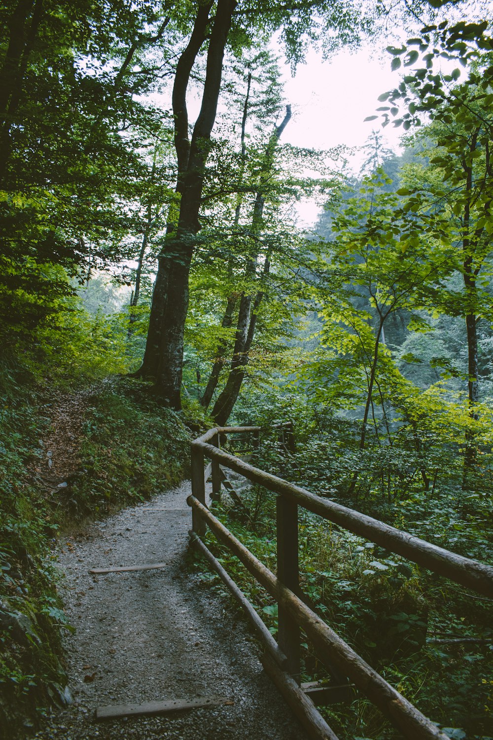 brown wooden bridge in the forest during daytime