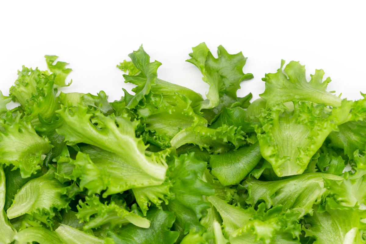 Fresh Lettuce view