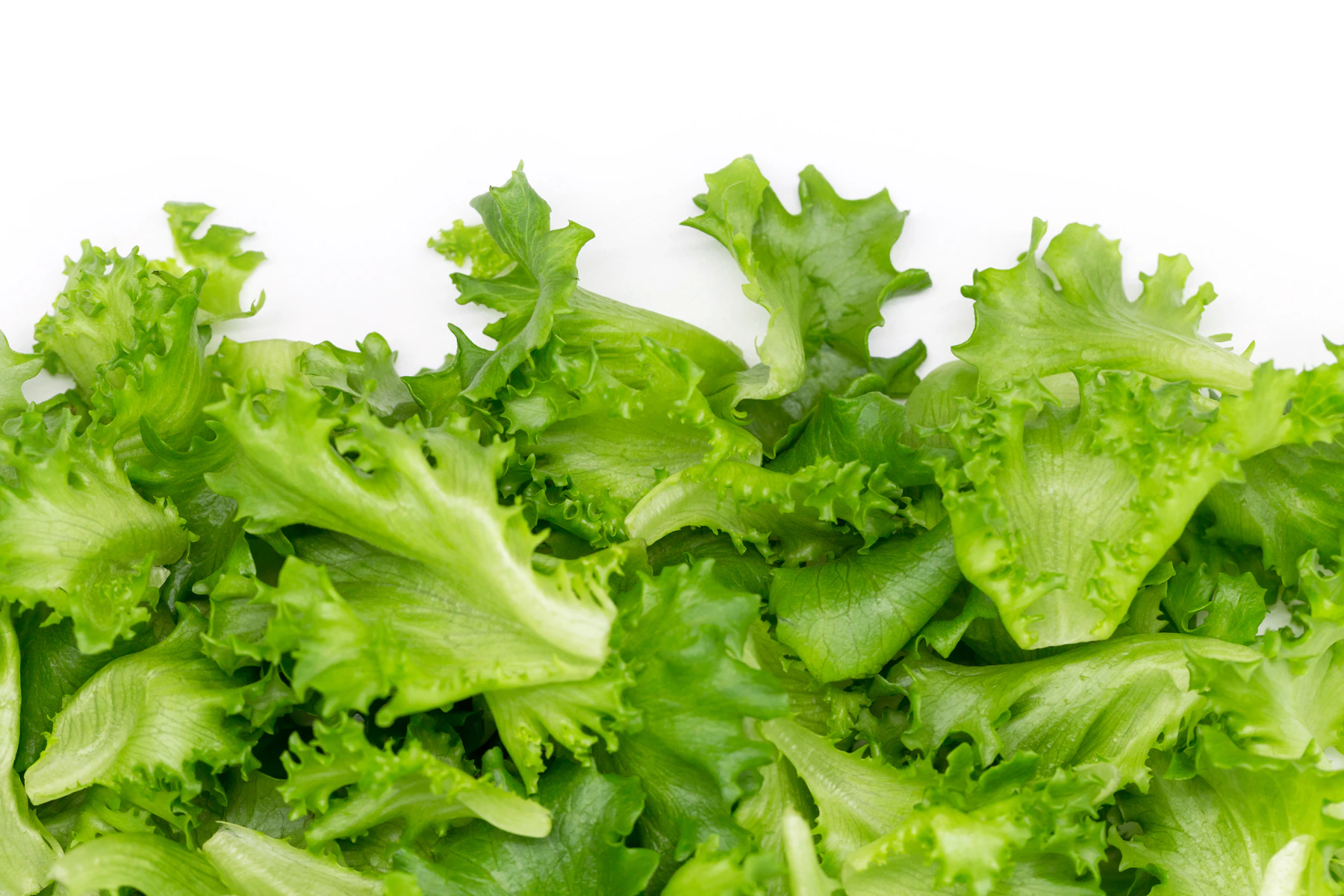 Crisp lettuce, harvested fresh