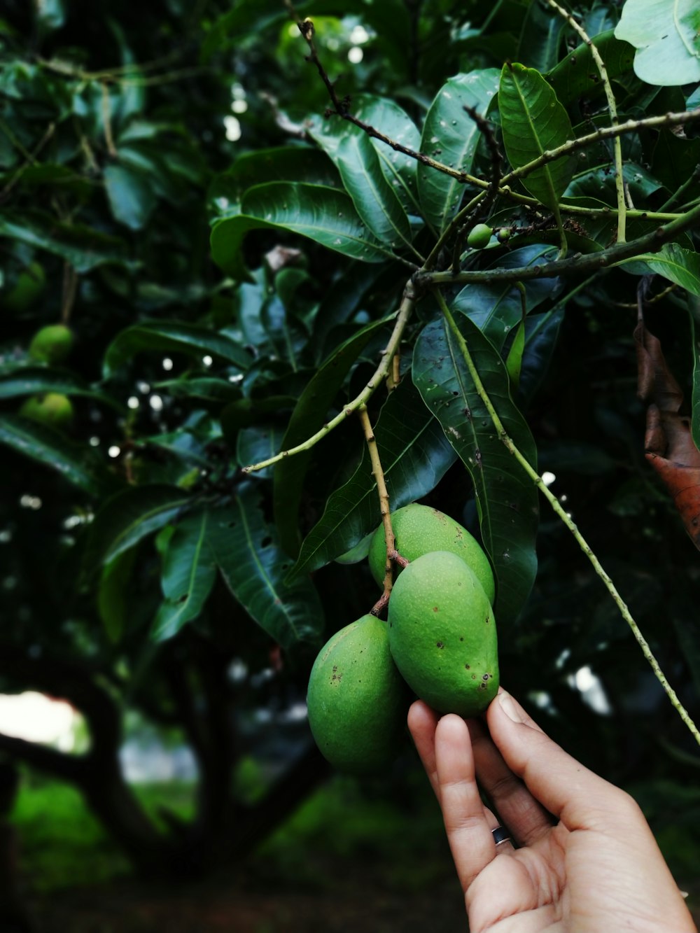 person holding green round fruit