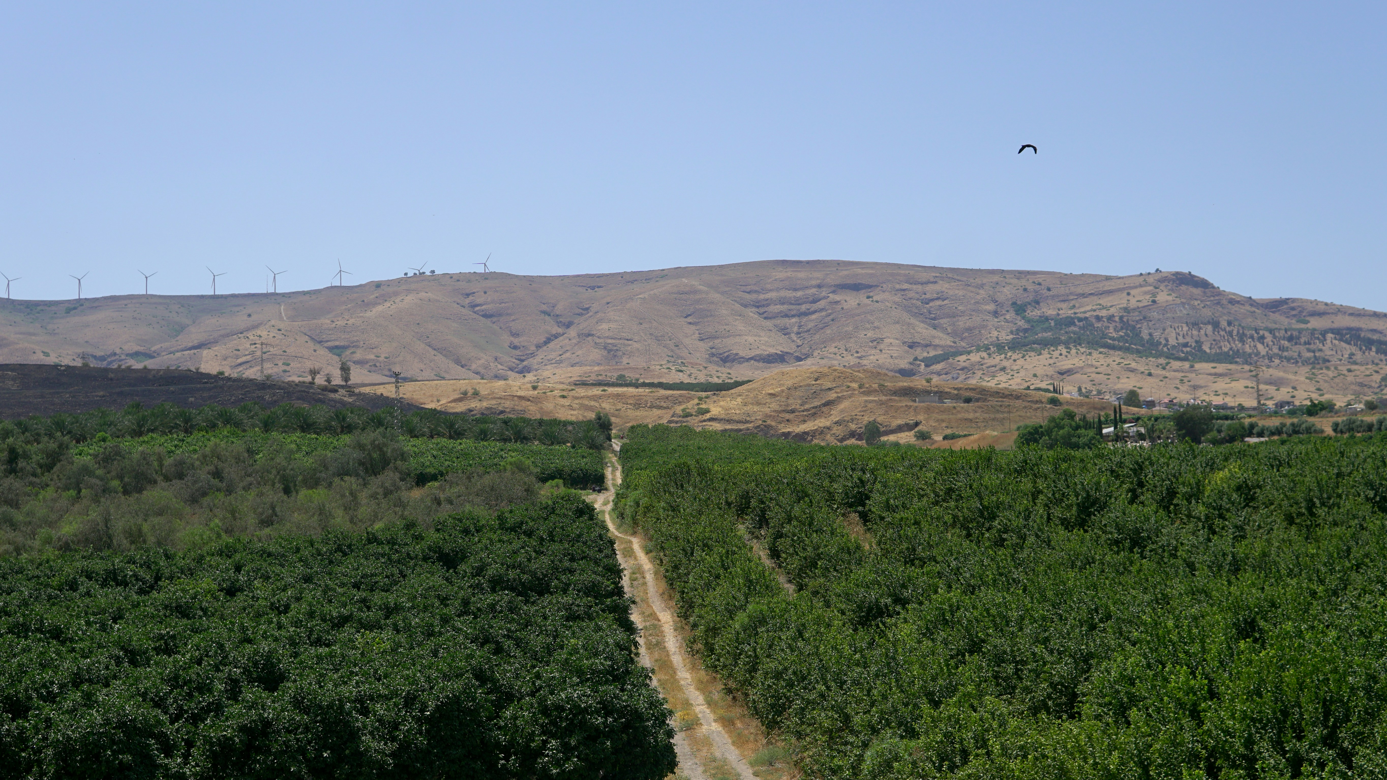 green trees and brown mountains during daytime