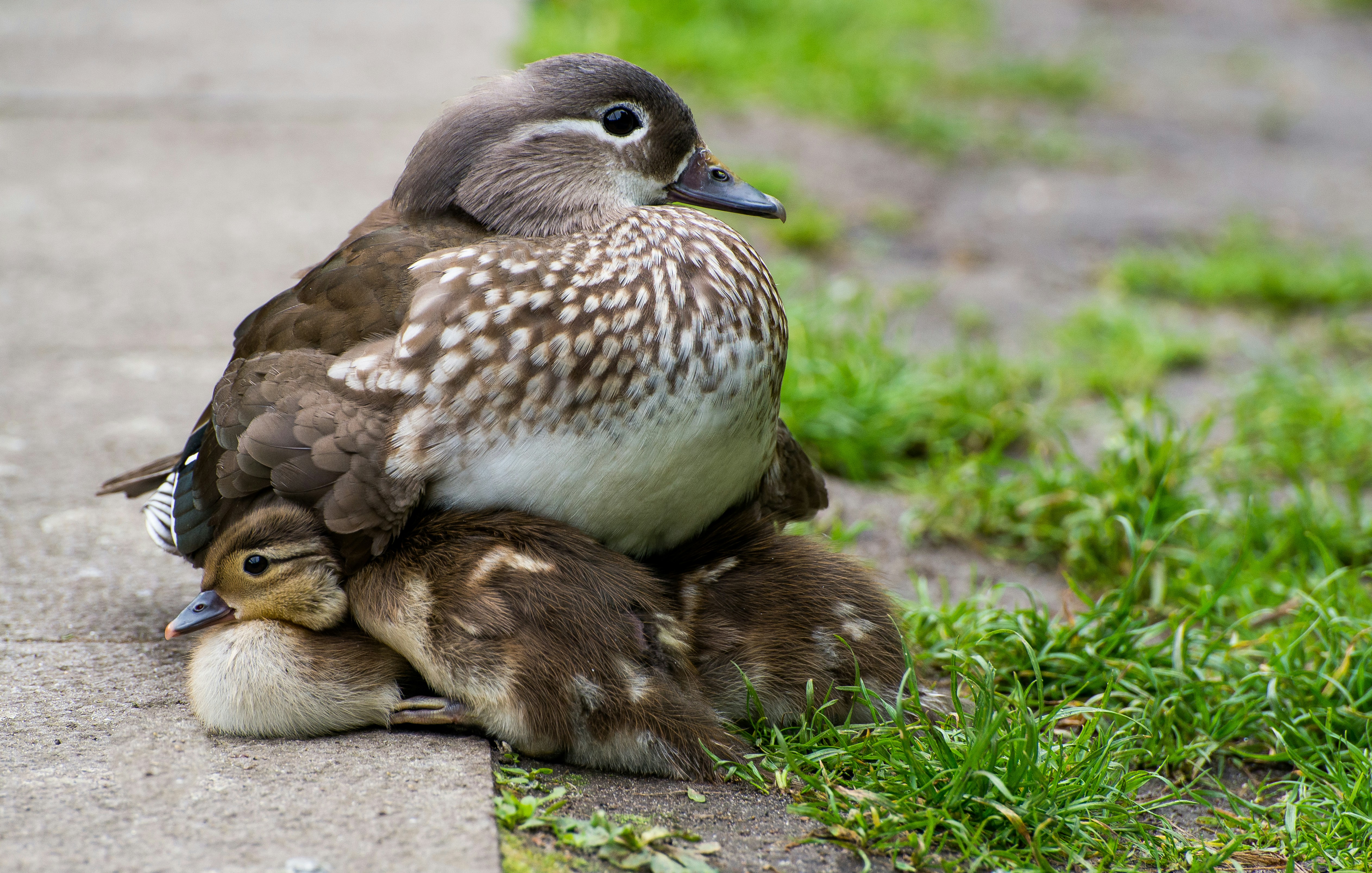 Mother Bird Pictures | Download Free Images on Unsplash