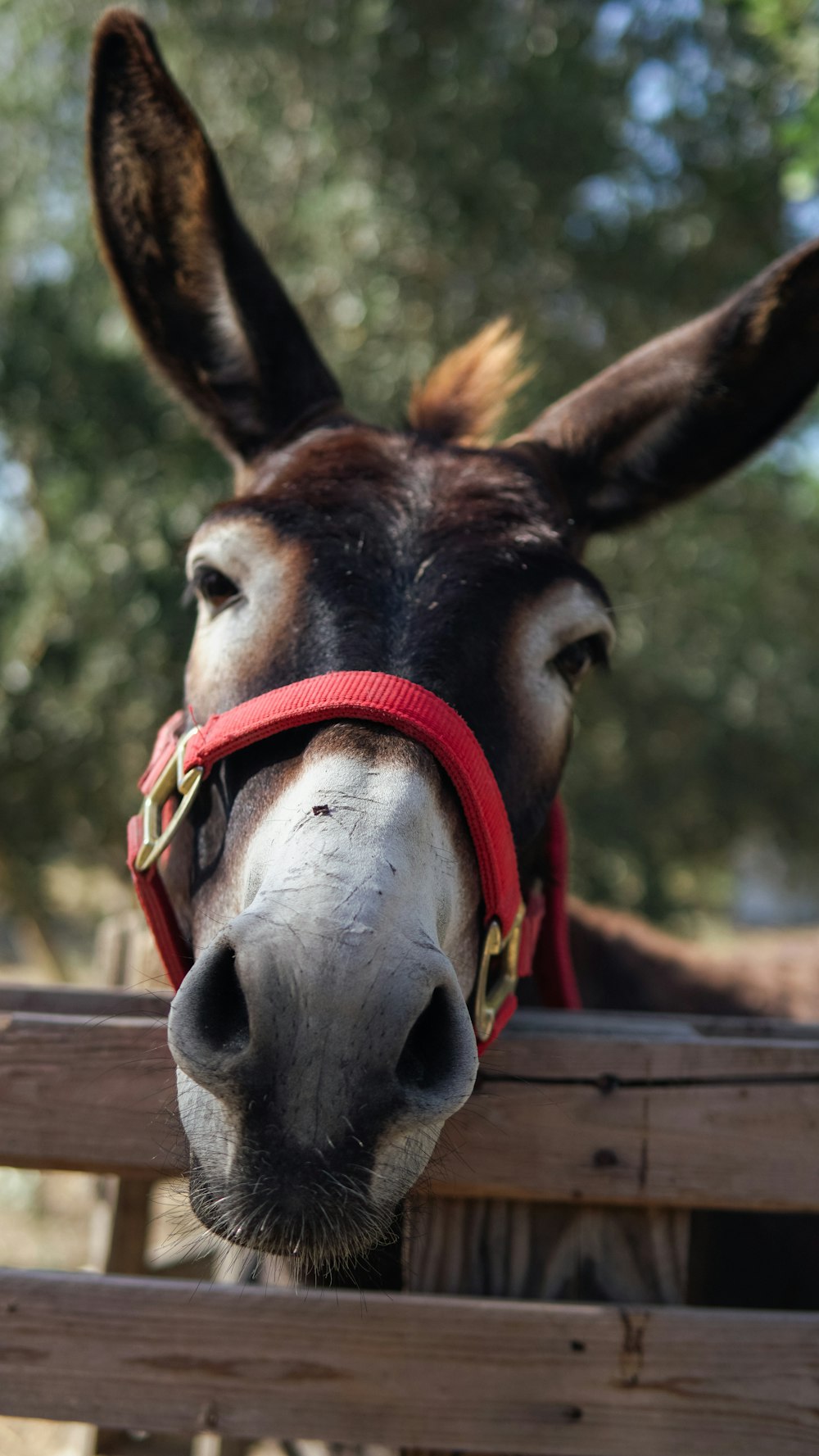 brown horse with red leather strap on head