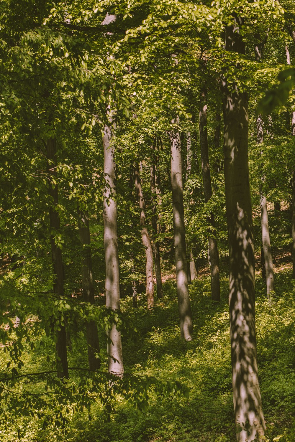 green trees on forest during daytime