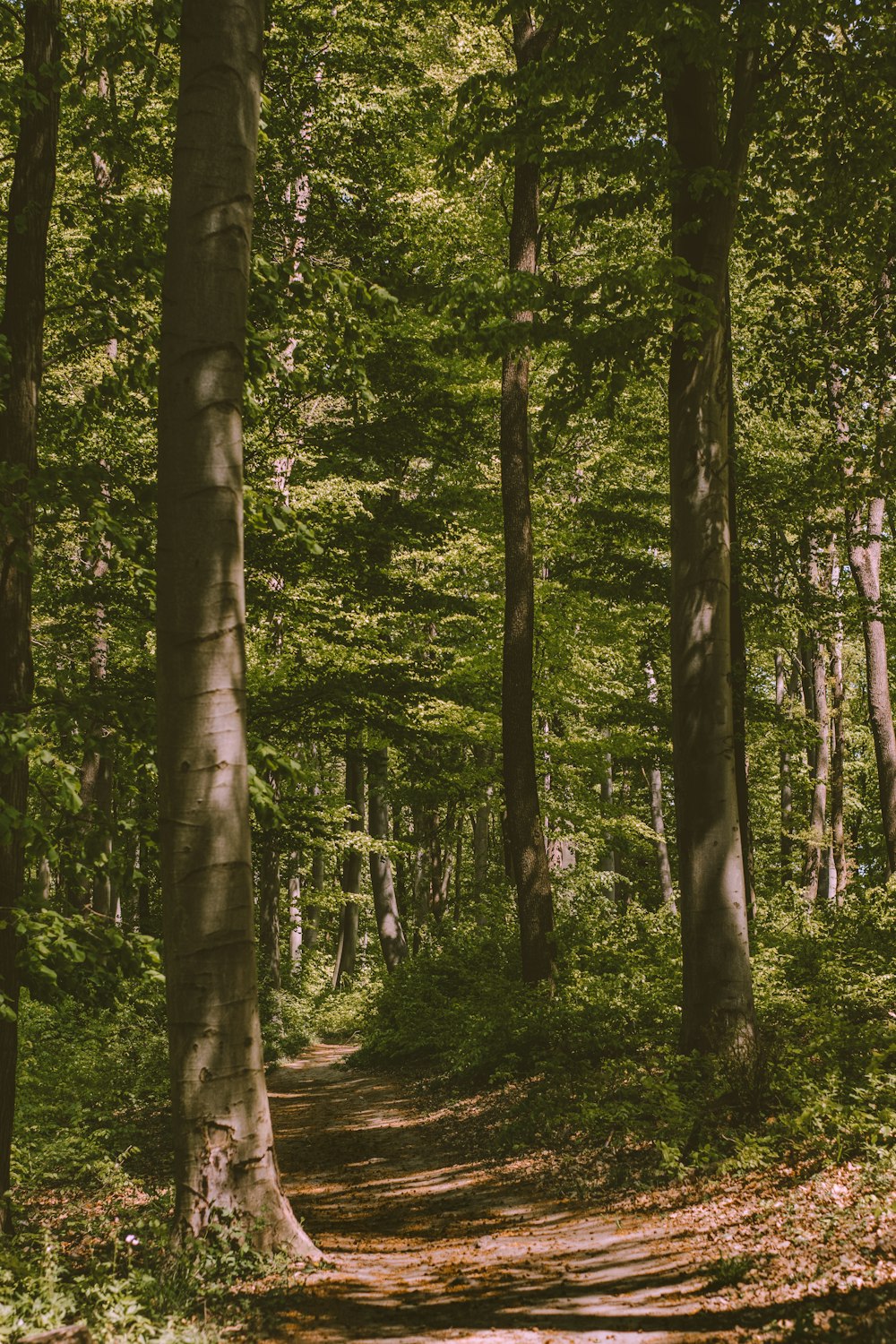 green trees on forest during daytime