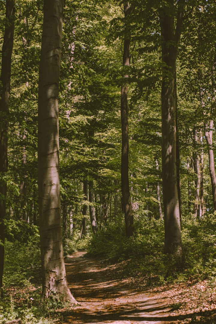 Living with nature in a Magical Woodland Garden