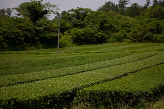 green grass field during daytime