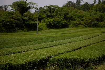 green grass field during daytime