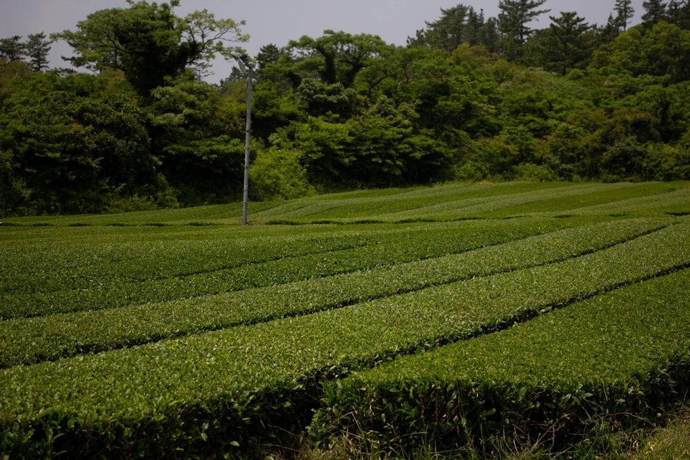 green grass field during daytime