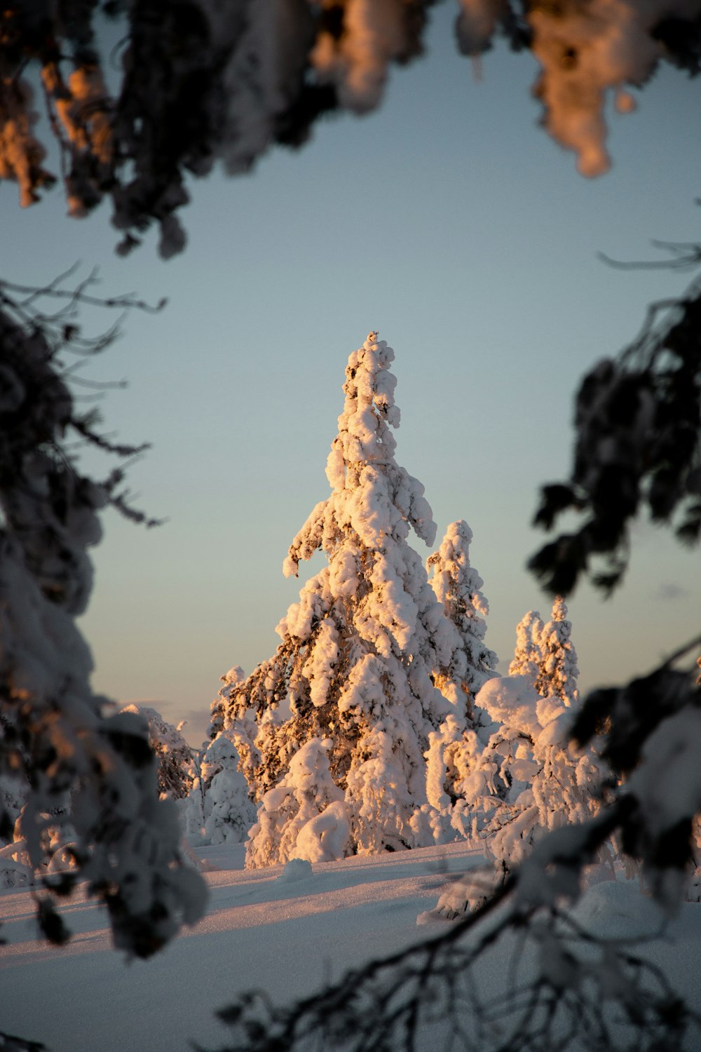 white and brown tree under blue sky during daytime