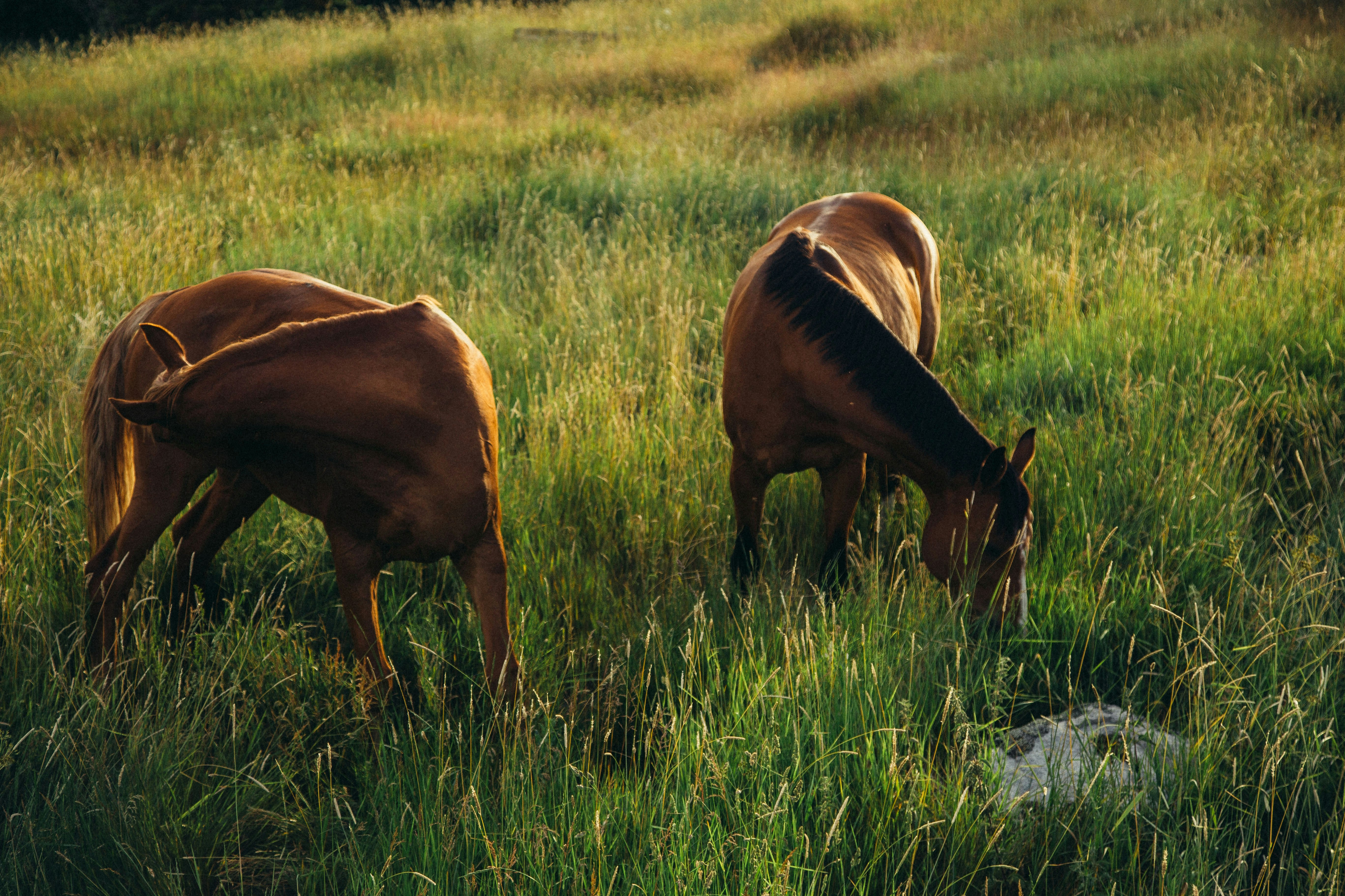 brown horse on green grass field during daytime