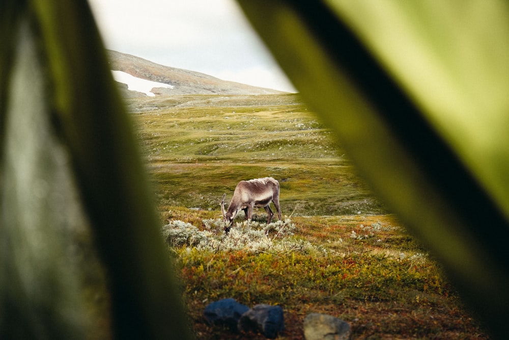 brown deer on green grass field during daytime