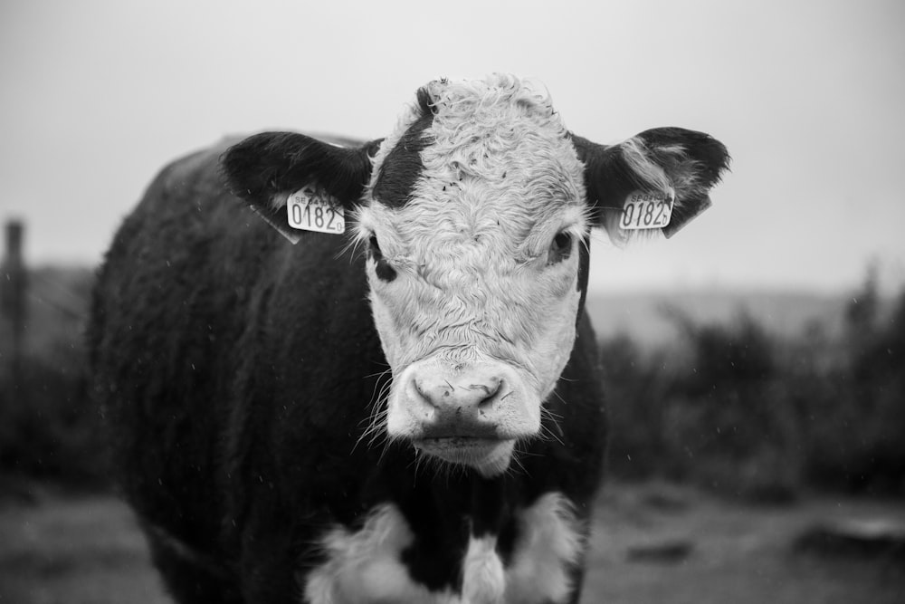 grayscale photo of cow with white background