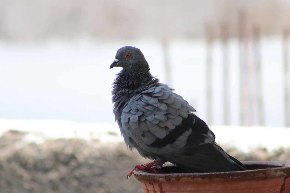 black and white bird on brown wooden table during daytime