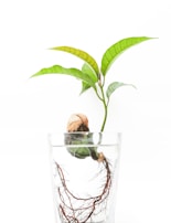 A sprouting plant with green leaves grows from an avocado seed suspended in a glass of water, where its roots are visible. The seed is partially cracked and the plant extends upward with fresh leaves. The background is a bright white, emphasizing the simplicity and focus on the plant's growth.