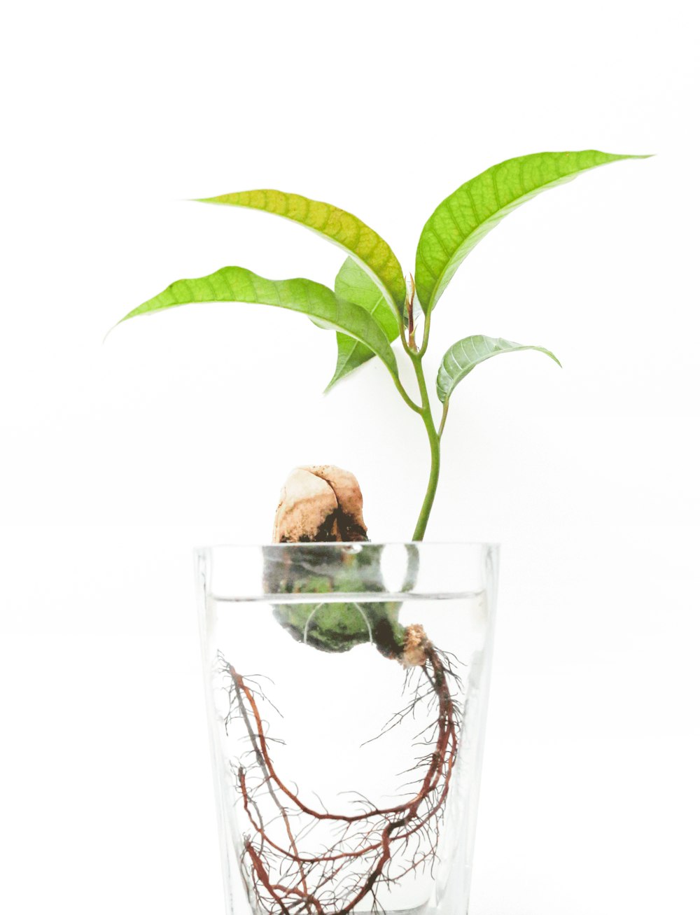 Vaso transparente con hojas verdes