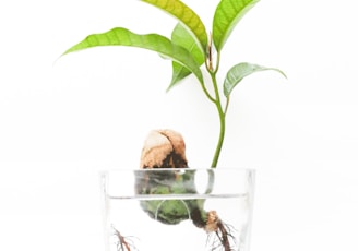 clear drinking glass with green leaves