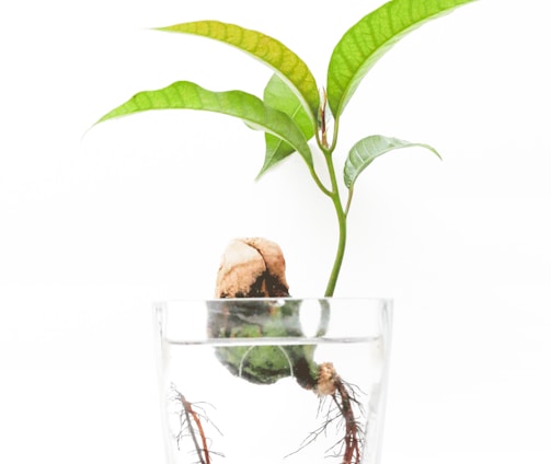 clear drinking glass with green leaves