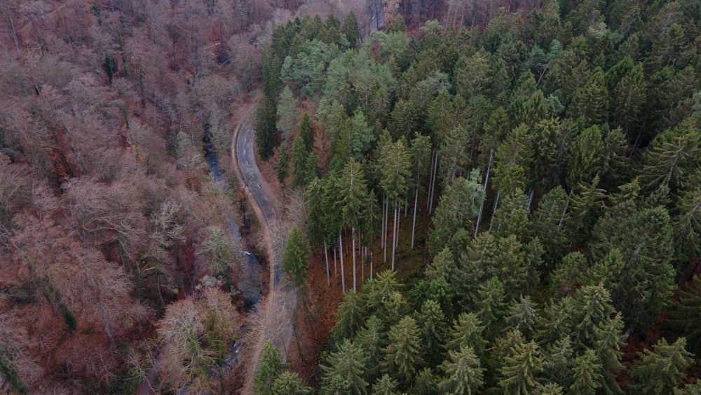 green trees on brown mountain during daytime