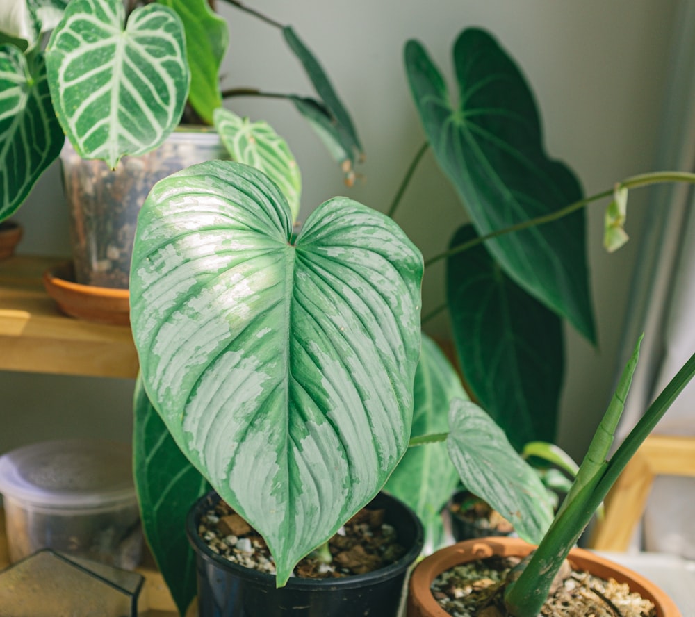 green plant on black pot