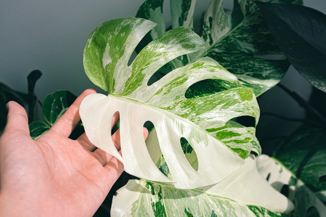 person holding green and white leaf plant