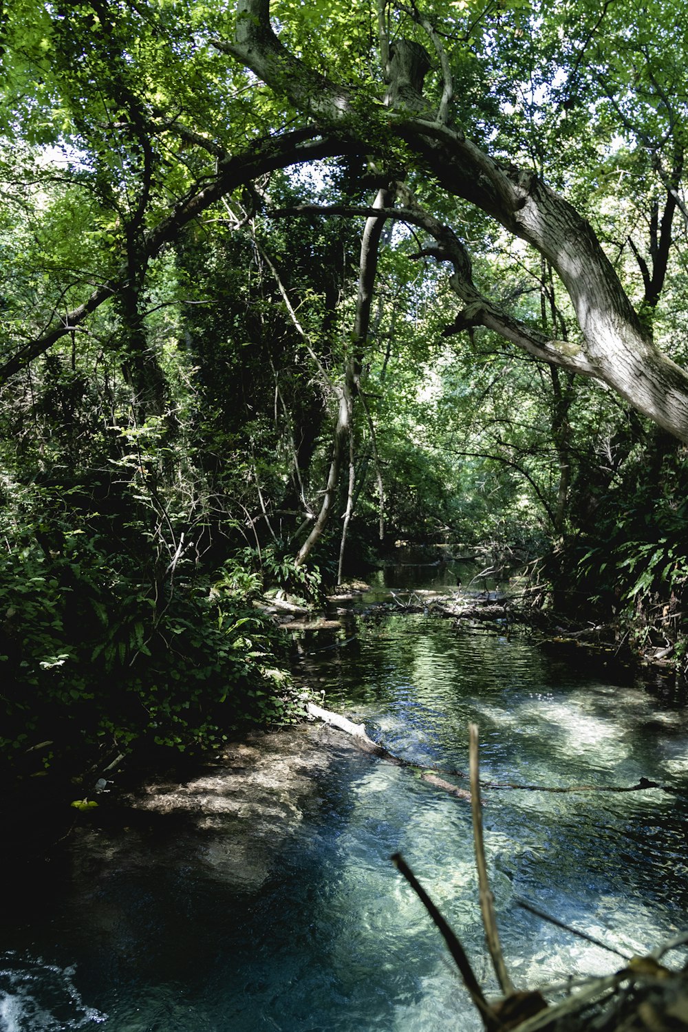 green trees beside river during daytime