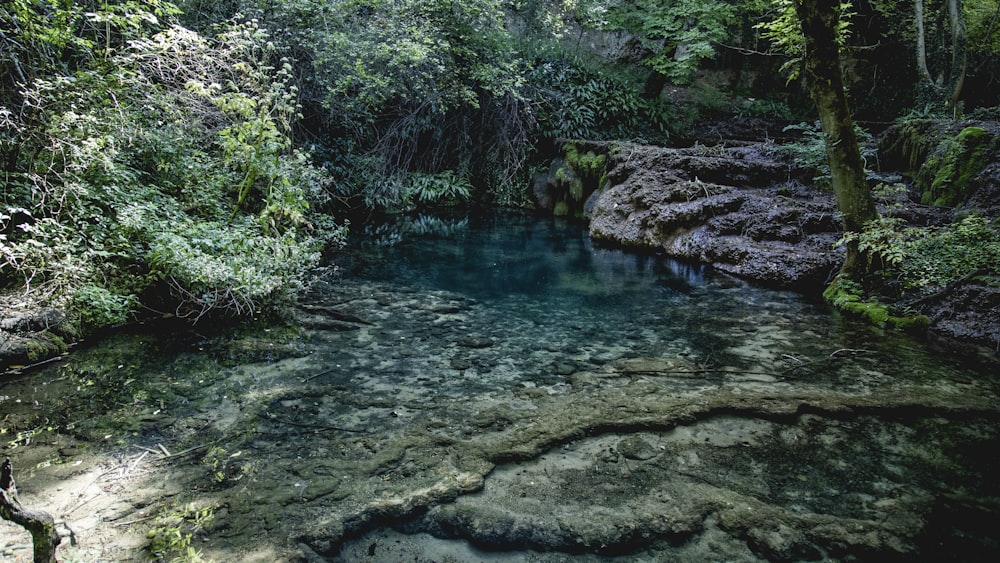 green trees beside river during daytime