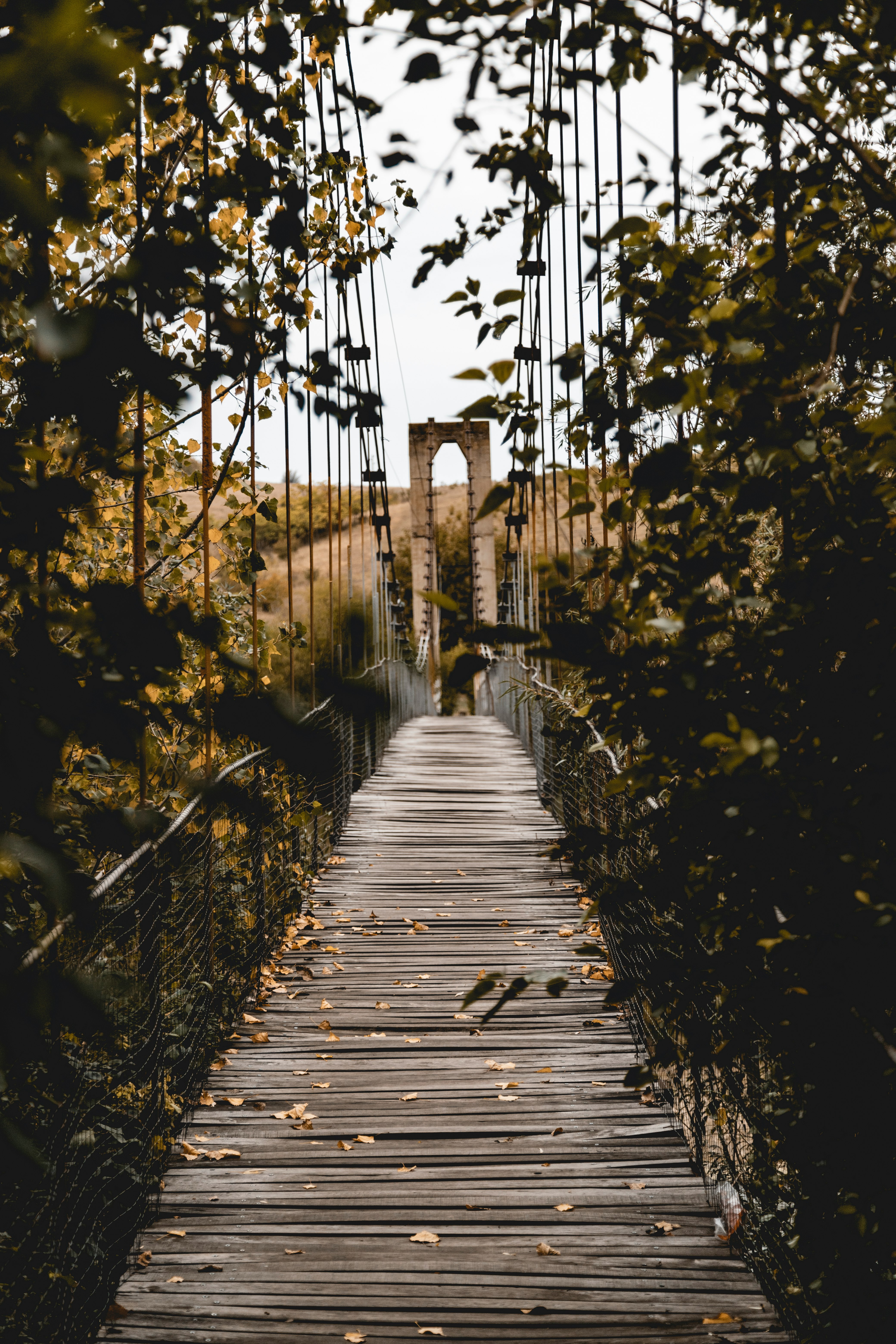 brown wooden bridge in forest during daytime