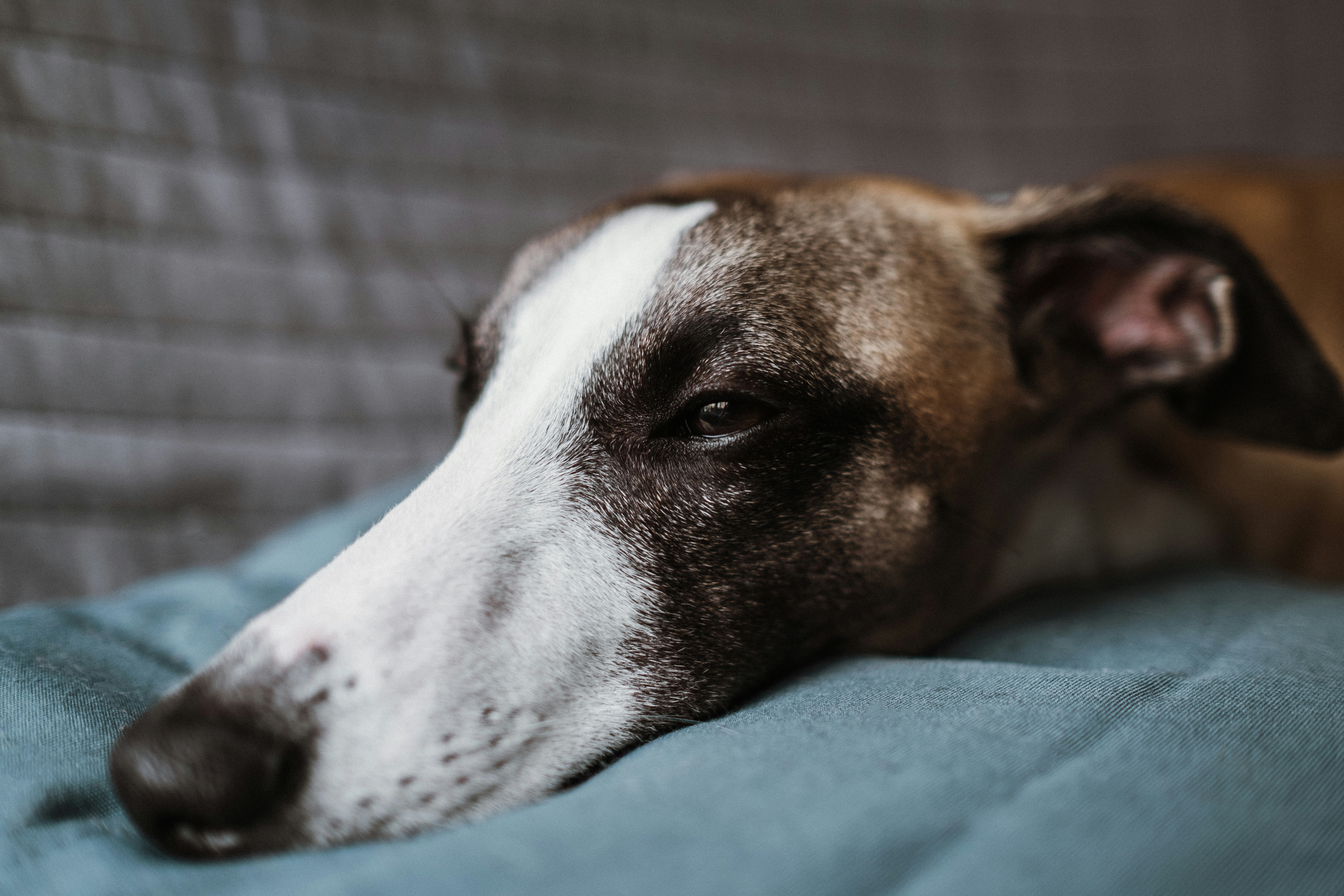 brown and white short coated dog lying on green textile