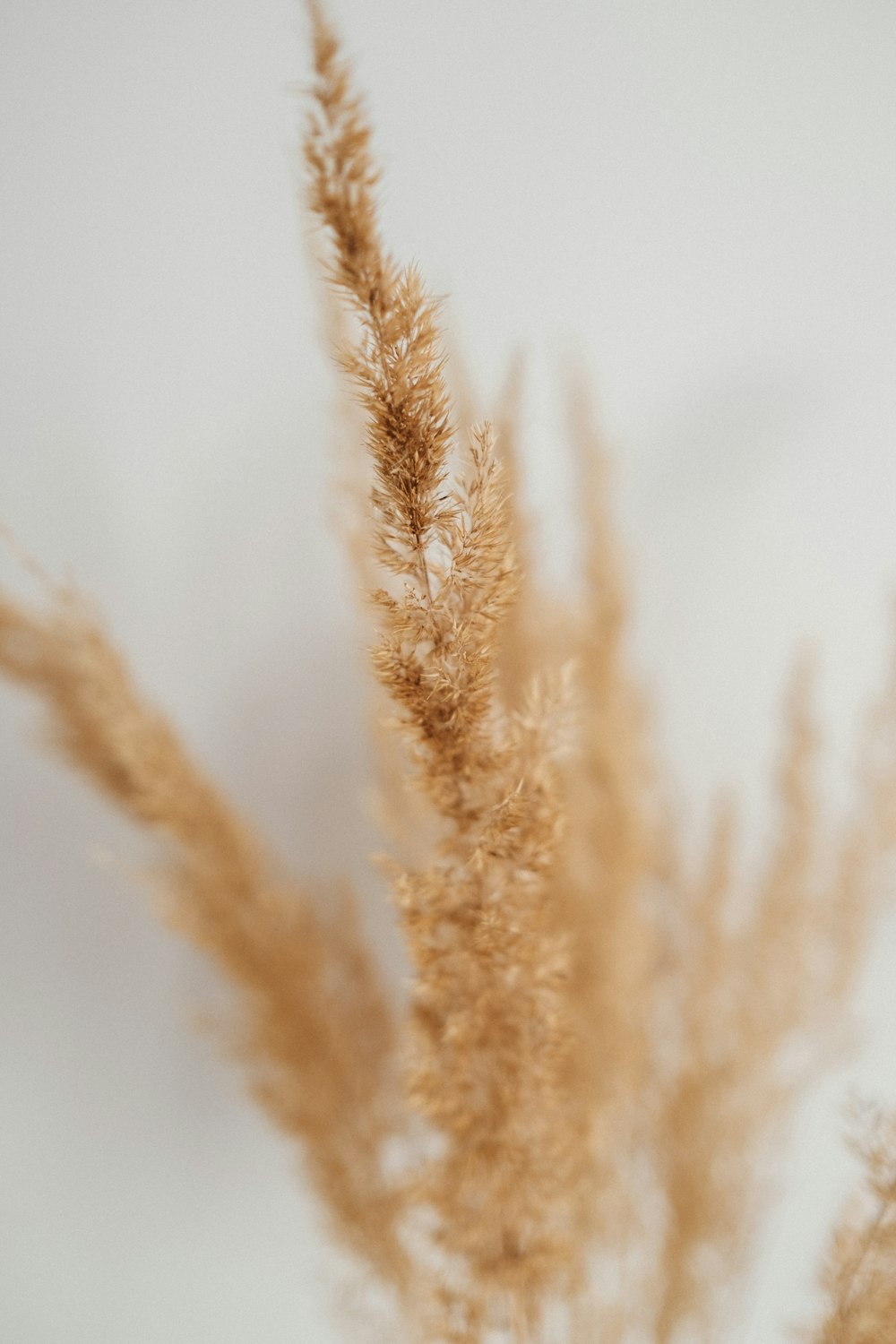 接写の茶色の植物