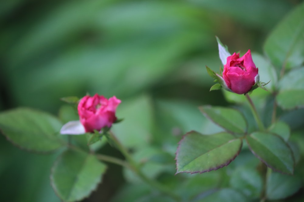 red rose in bloom during daytime