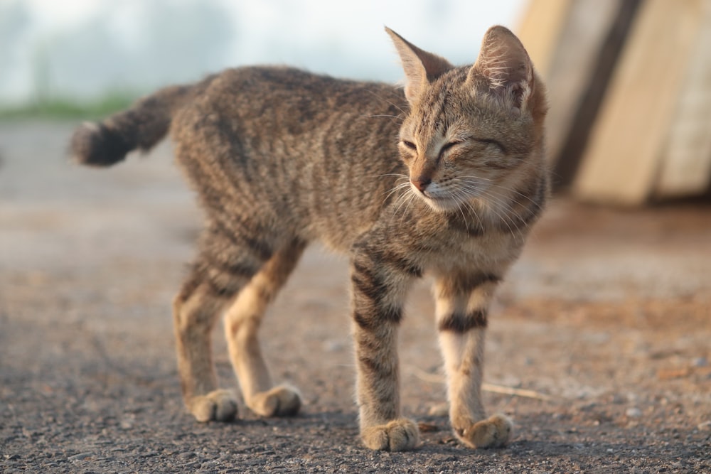 gato tabby marrom na areia cinzenta durante o dia