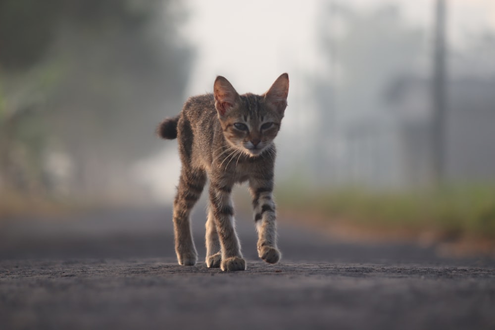 brown tabby cat walking on gray concrete road during daytime