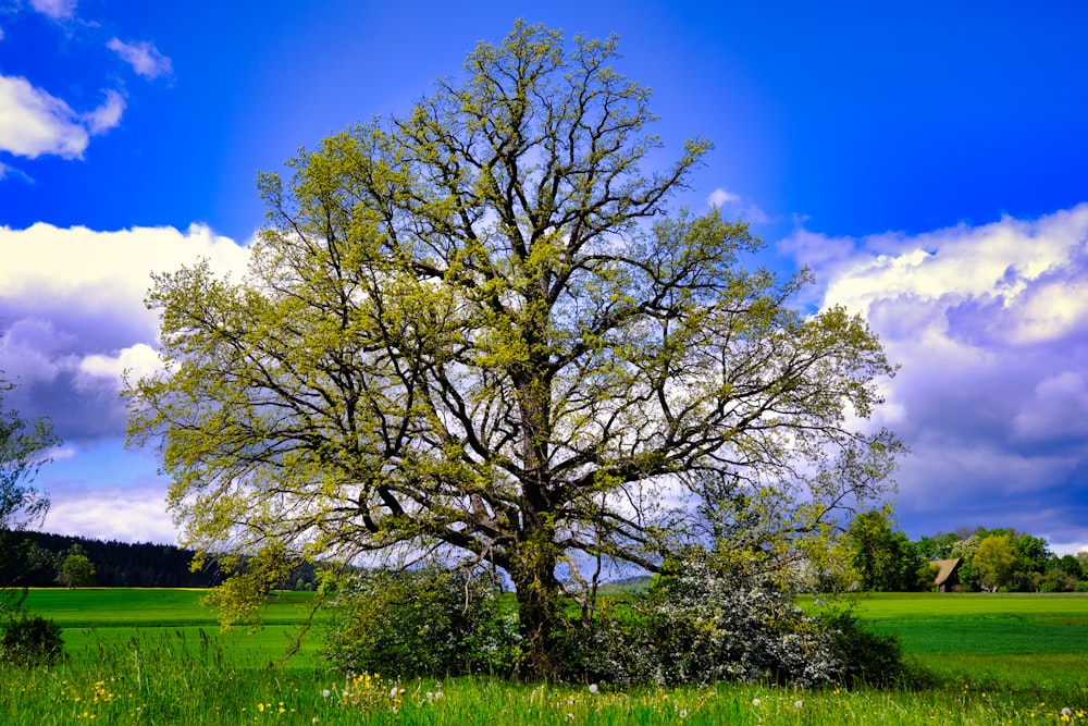 green tree on green grass field under blue sky during daytime