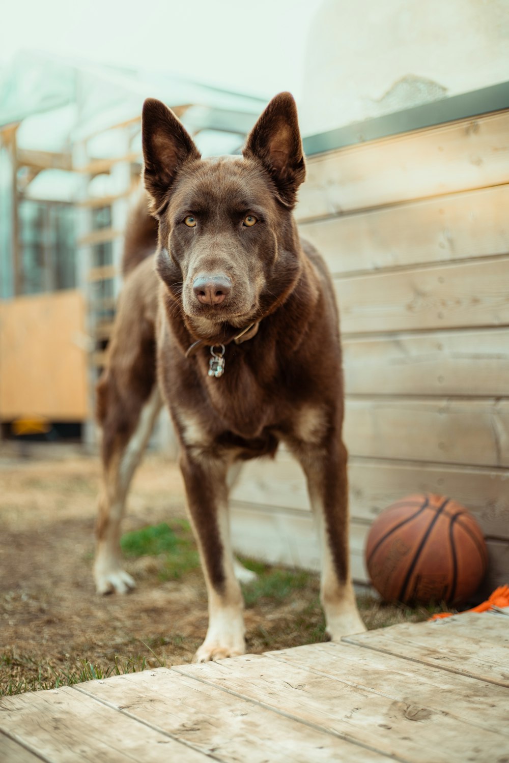 brown short coated dog biting brown basketball