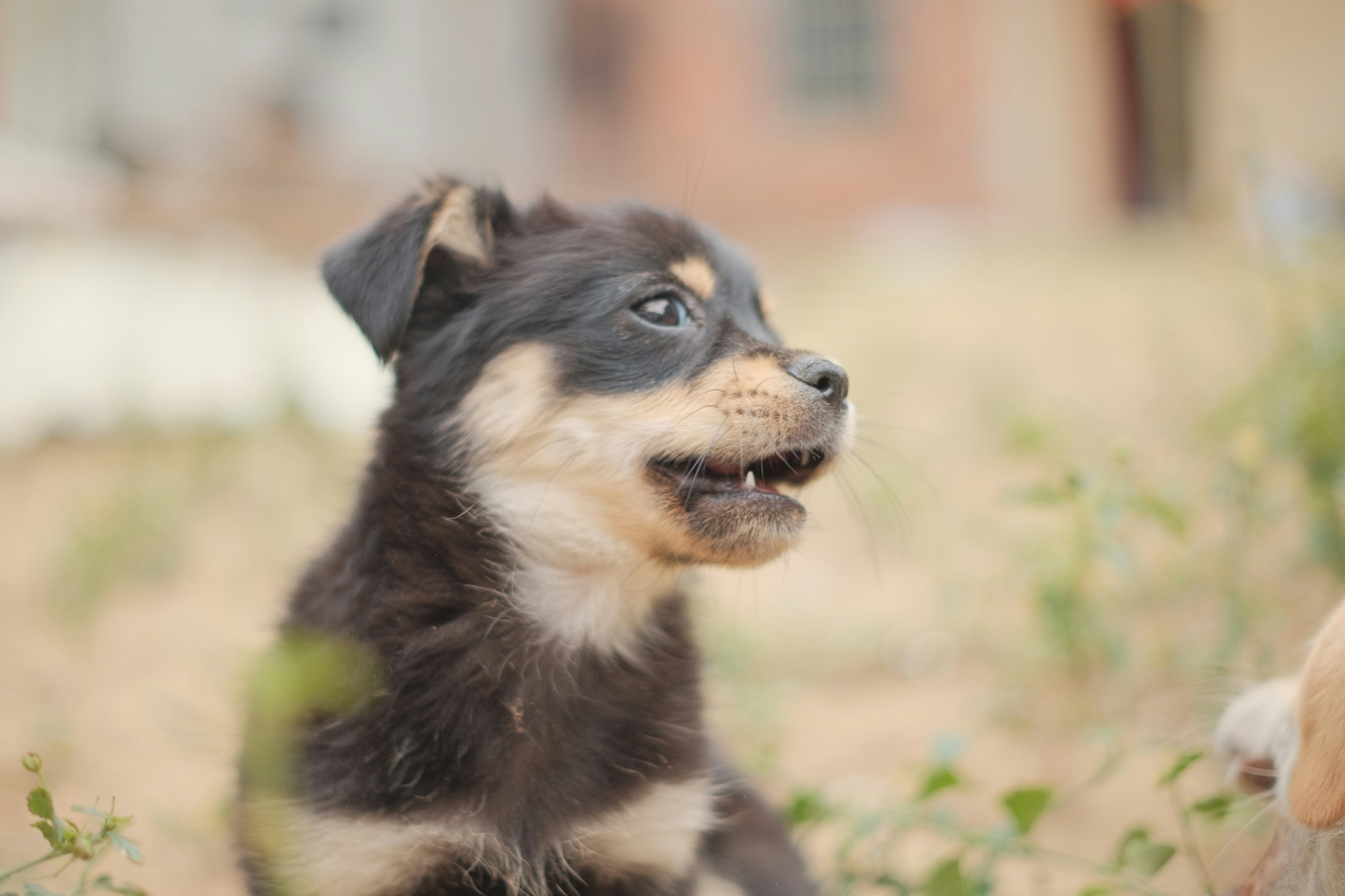 black and tan short coat puppy on green grass during daytime