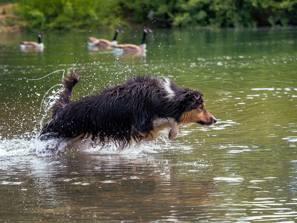 Perro de pelaje largo negro, blanco y marrón corriendo en el agua durante el día
