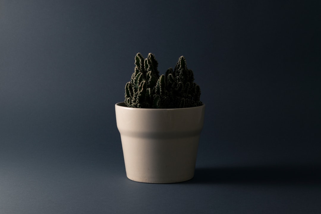 green cactus in white pot